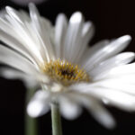 2025073期双色球开奖结果最新公布,快来看看你中奖了吗? 2f4dl