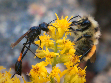 3猫TV直播:三只萌宠的欢乐互动时光