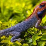 2025077期双色球开奖号码正式公布结果 nnzj3